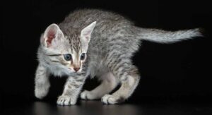 Egyptian Mau leggende e poteri