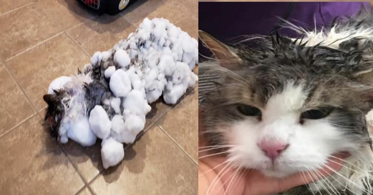Fluffy: la gatta trovata completamente congelata salva per miracolo