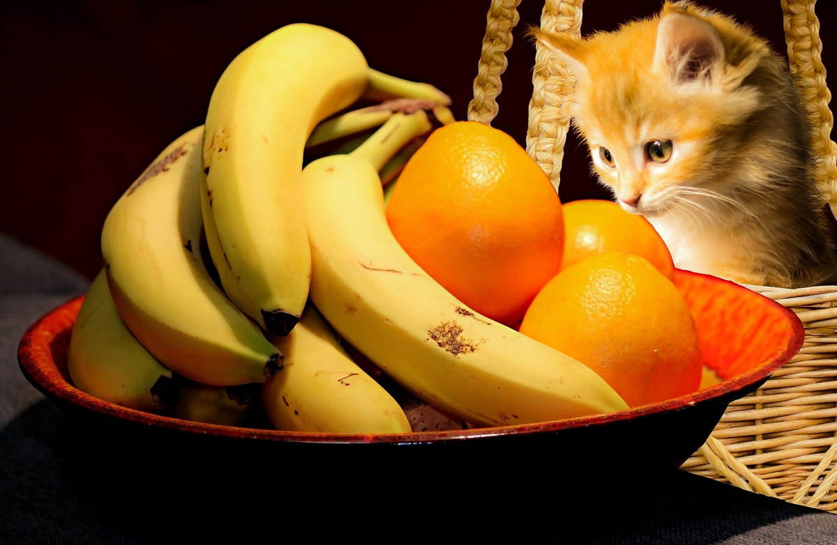 gattino e cesto di frutta