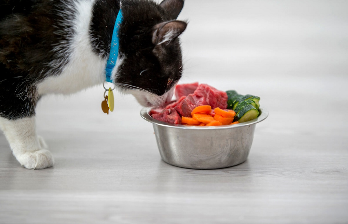 gatto con ciotola di carne e verdure