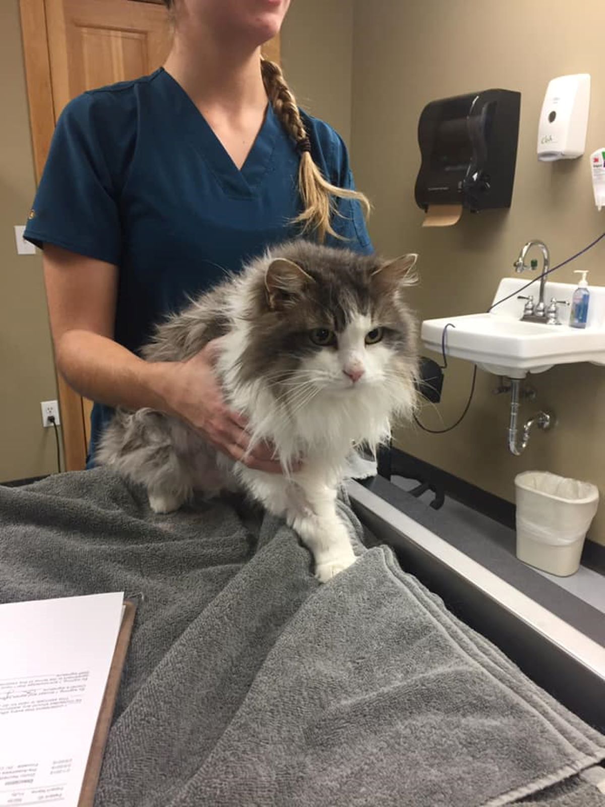 gatto-con-veterinaria