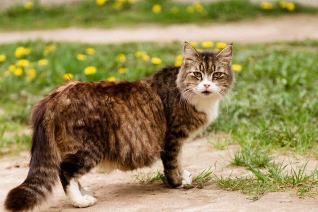 gatta incinta in giardino