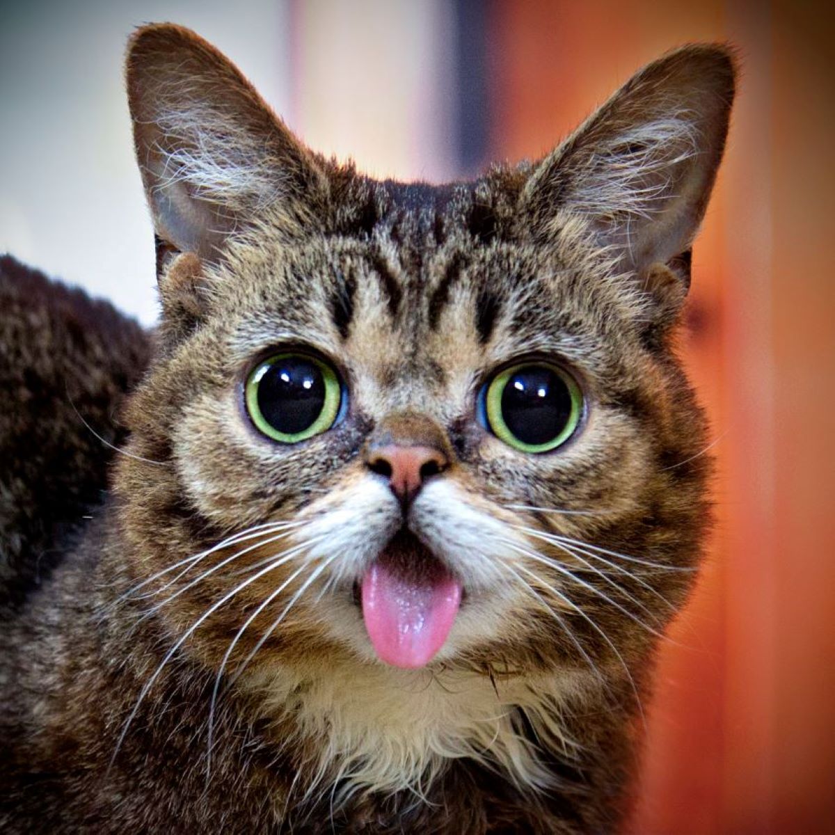 gatto-con-occhi-grandi