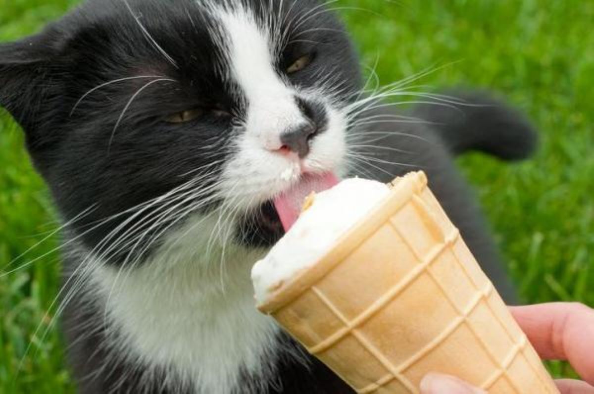 gatto-che-lecca-cono-gelato