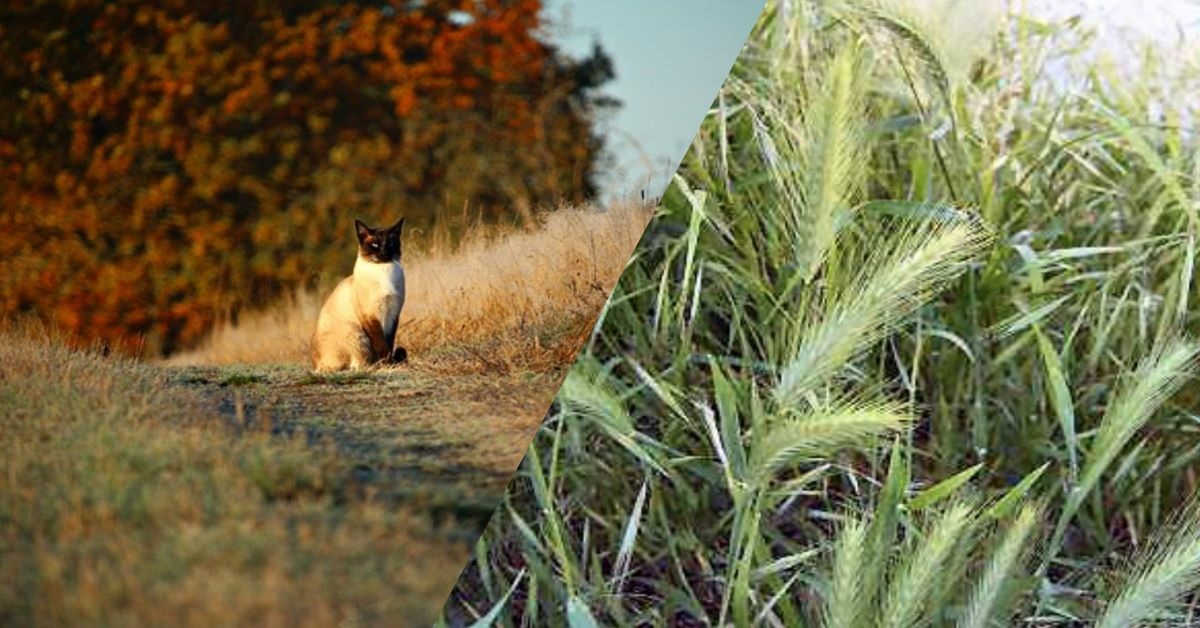 Gatti e forasacchi: dove si localizzano e come comportarsi