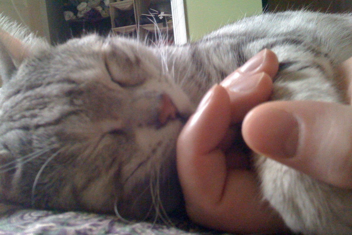 gatto mau dorme accanto a mano umana