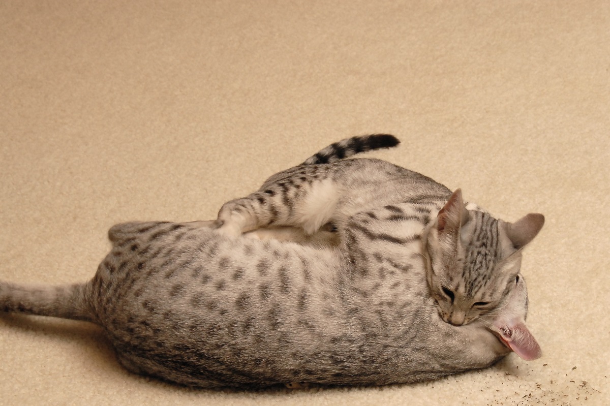 gatti egiziani che giocano