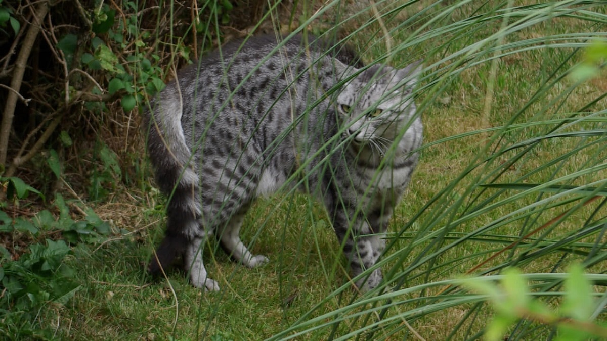 gatto mau in mezzo al verde