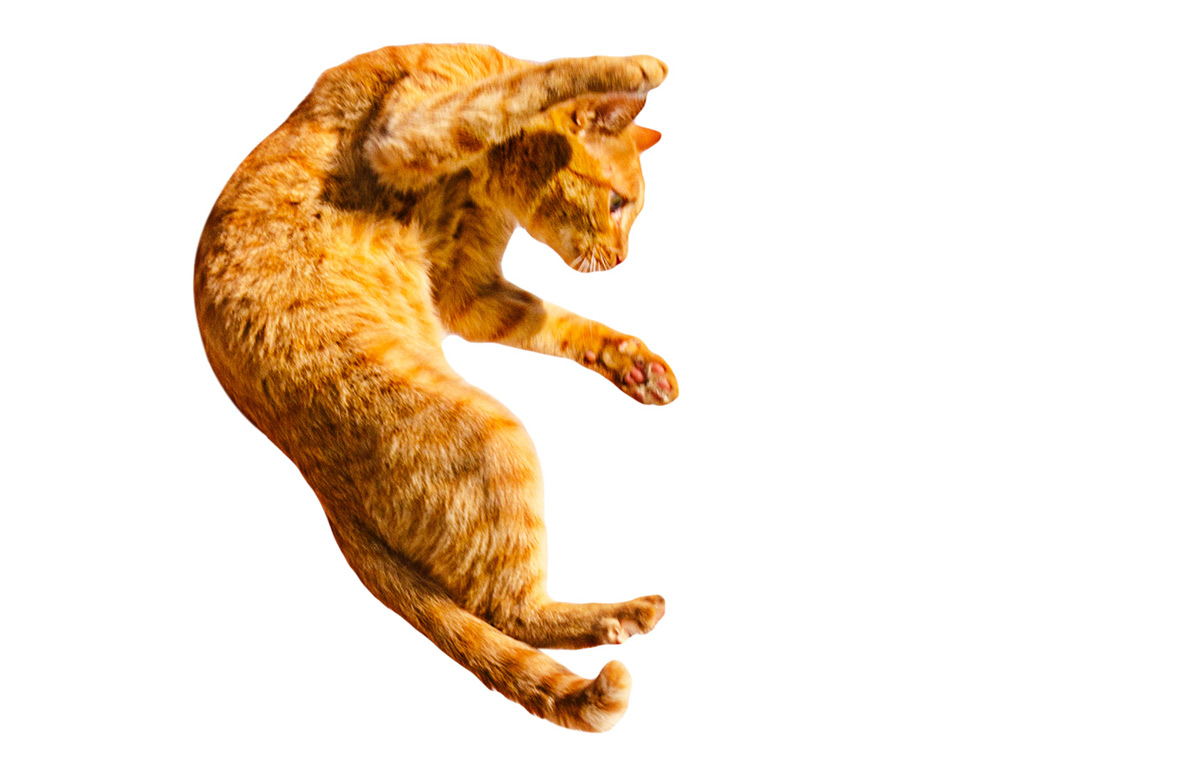 Gatti: perché cadono sempre in piedi, su quattro zampe?