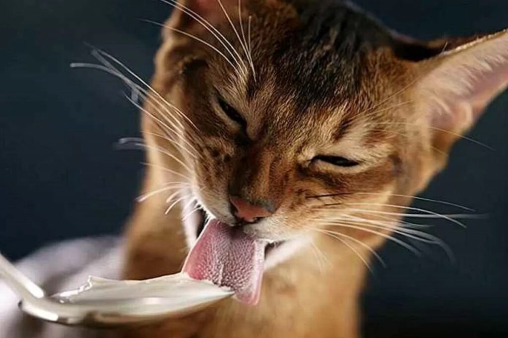 gatto lecca yogurt