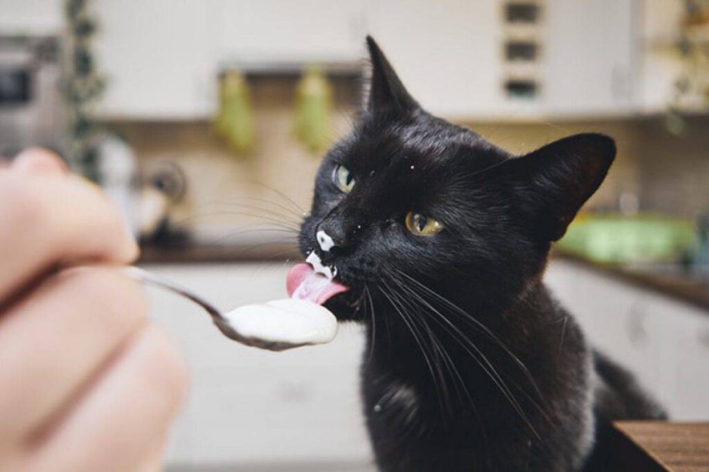 gatto con il naso sporco di yogurt