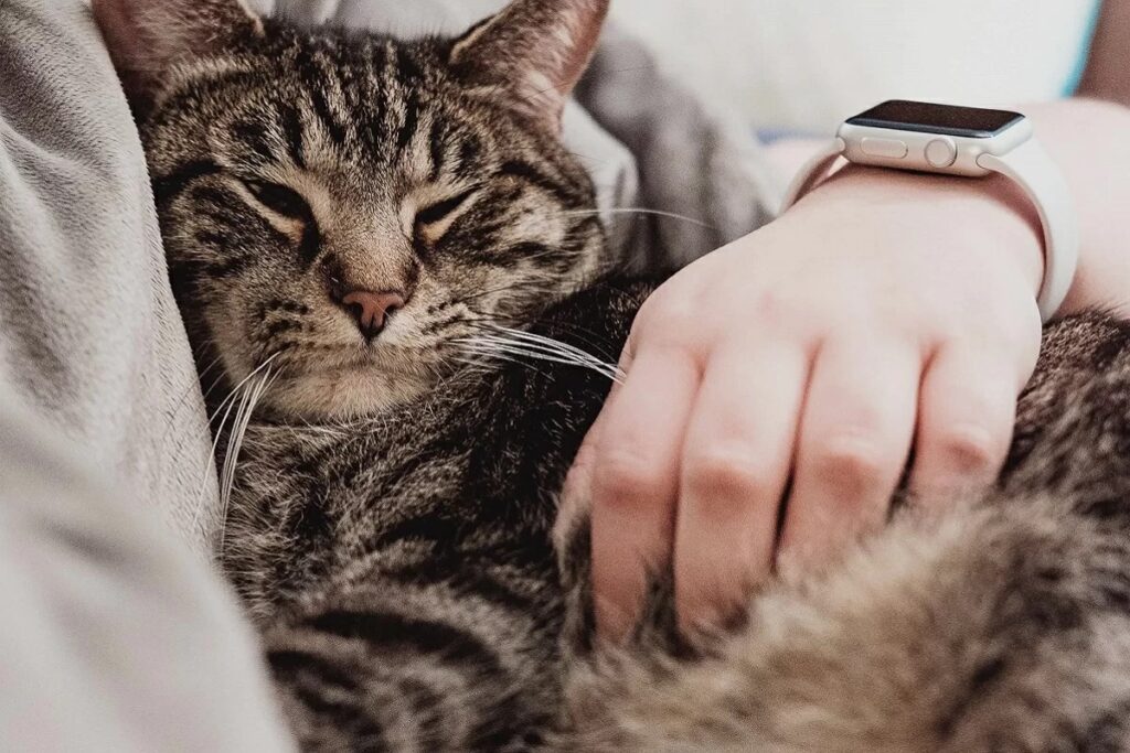 gatto che riposa fra le braccia del padrone