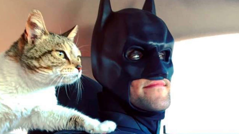 gatto-che-poggia-zampa-a-batman