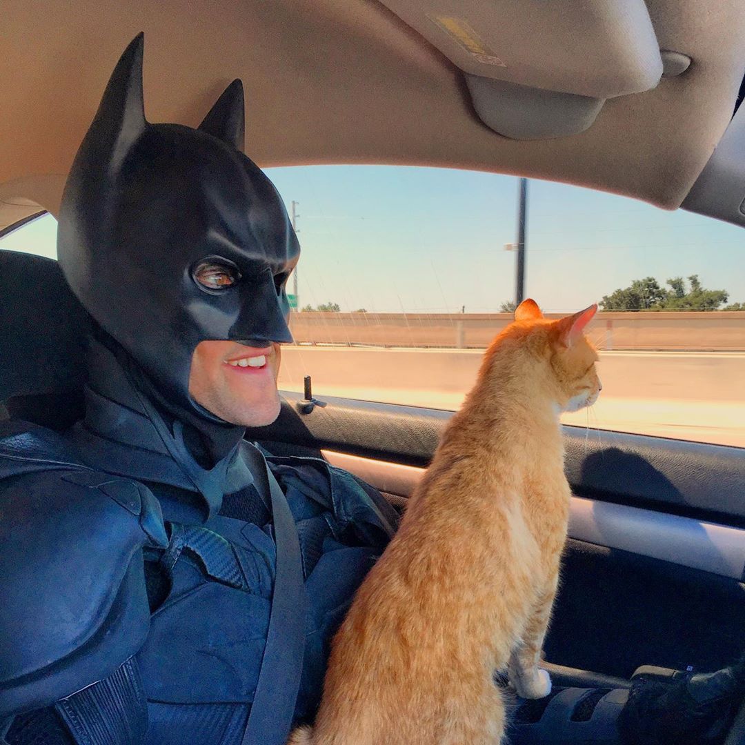 gatto-in-auto