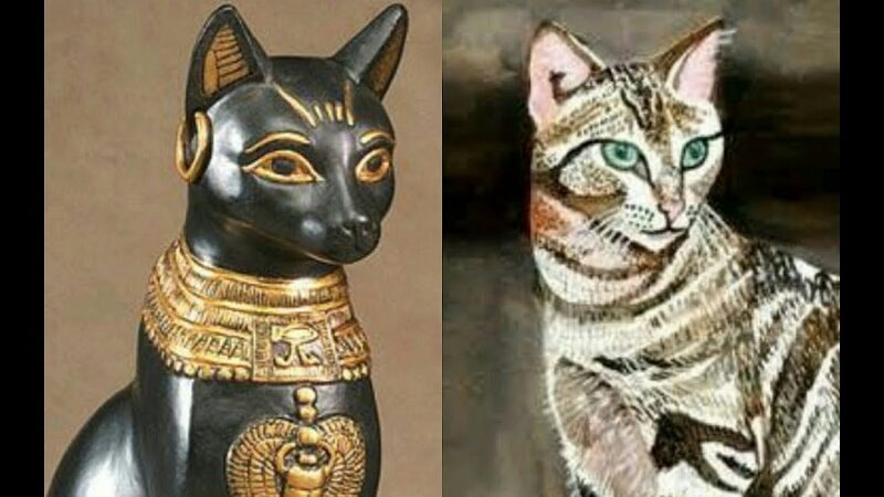 Gatto egiziano: significato e simbologia nell'antico Egitto