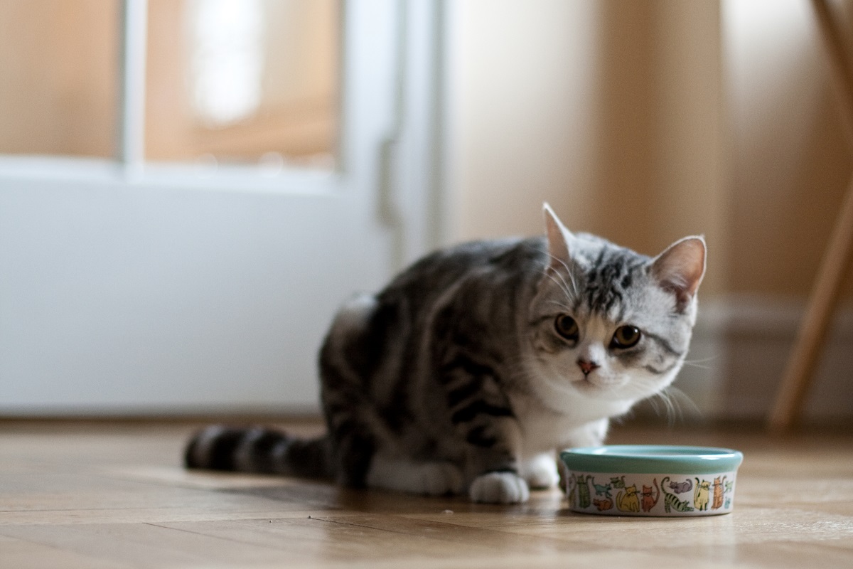 gattino con ciotola di cibo