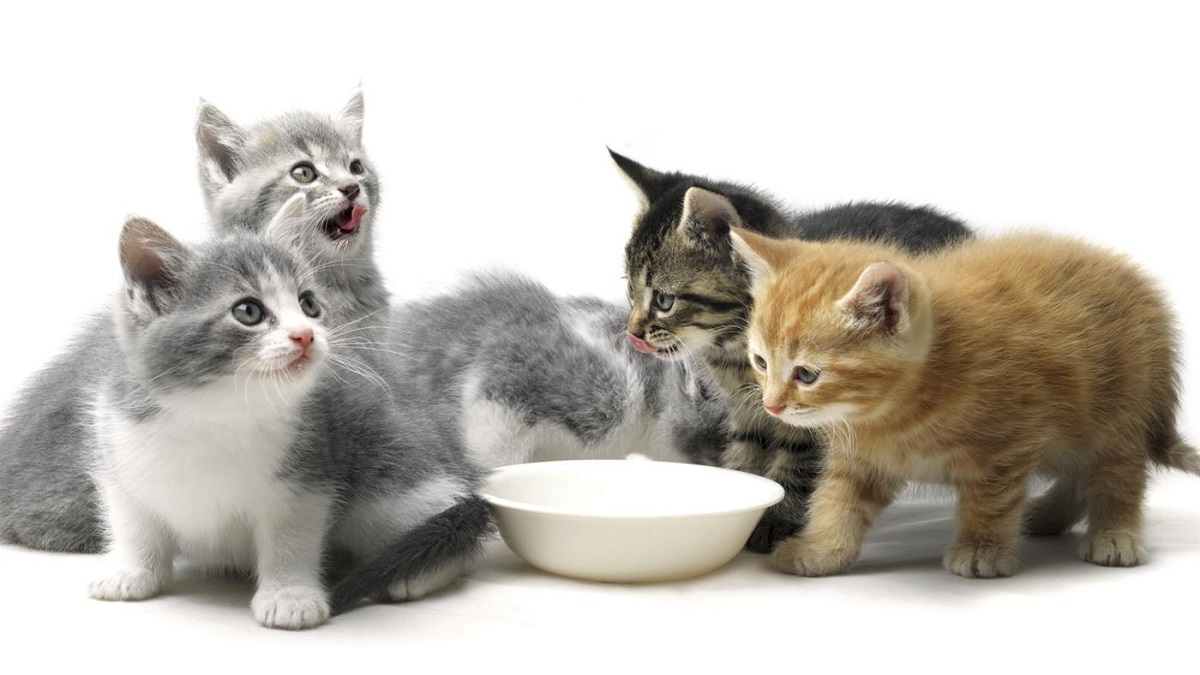 gattini su sfondo bianco con ciotola di cibo