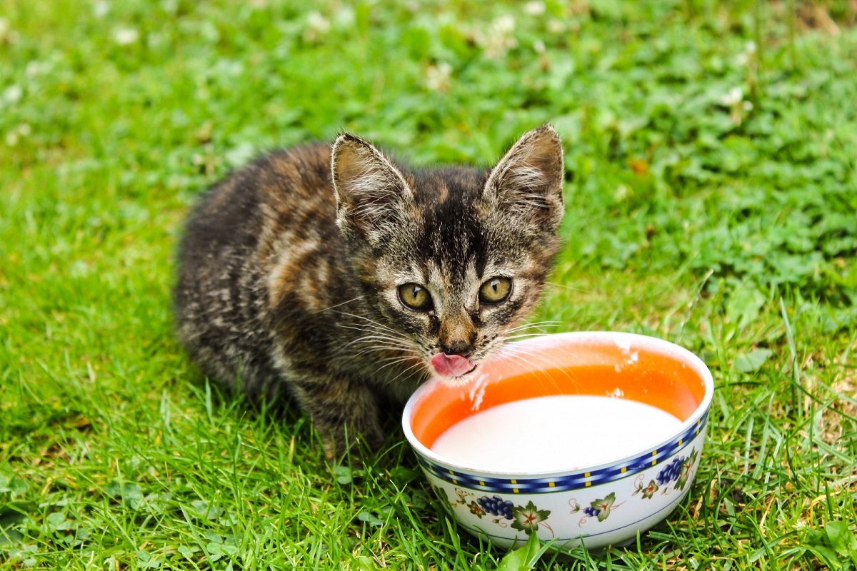 Gattini: grassi nella loro alimentazione