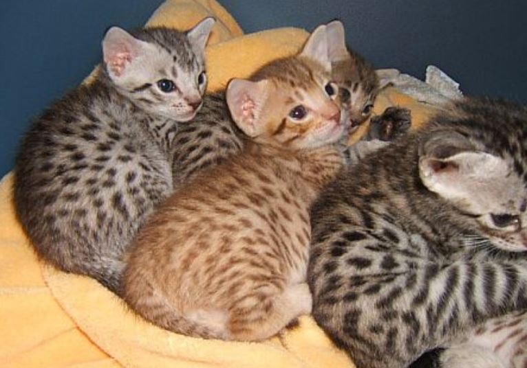 gattini ocicat