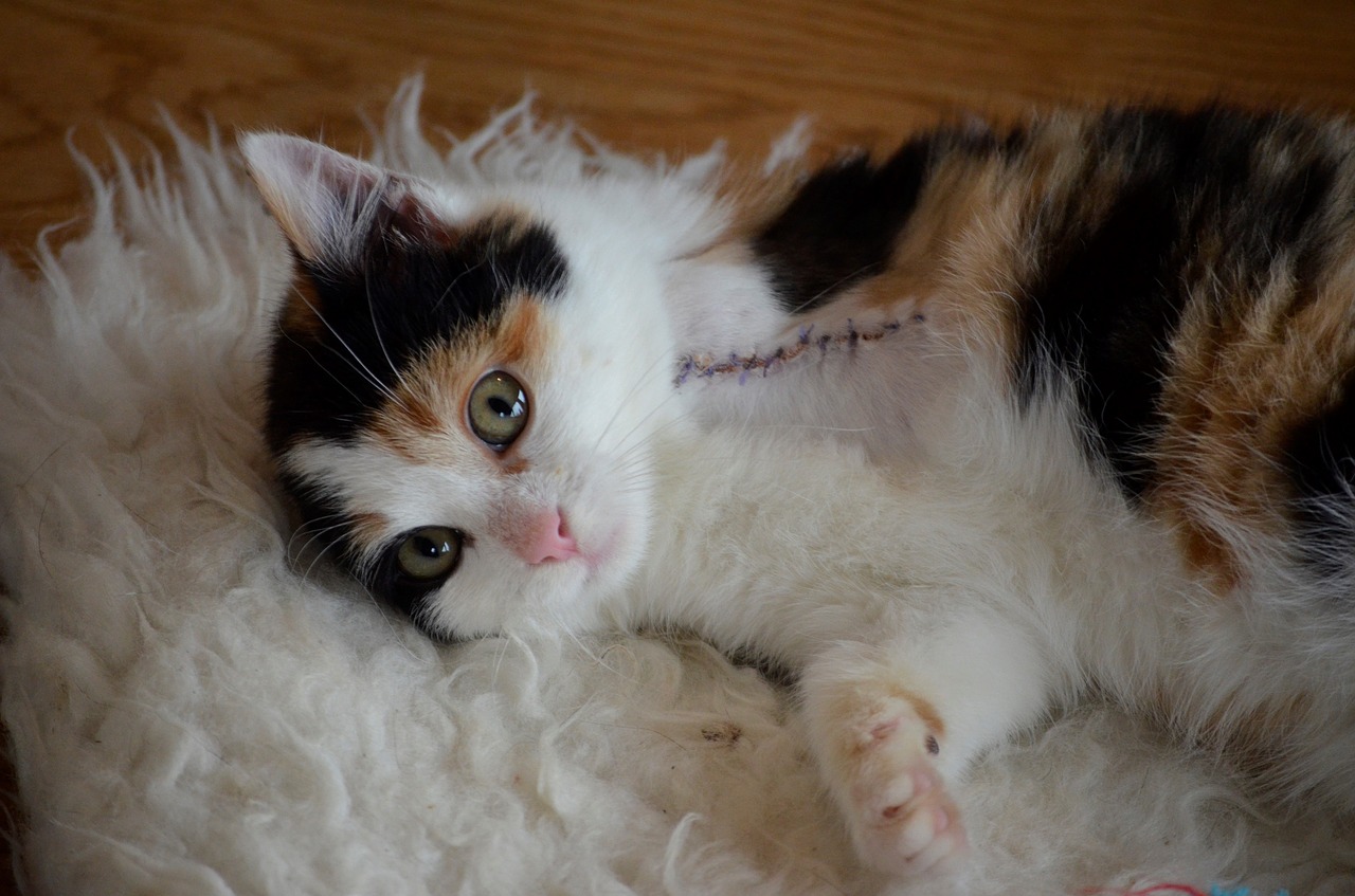 Cura del gatto post-operazione chirurgica: cosa fare