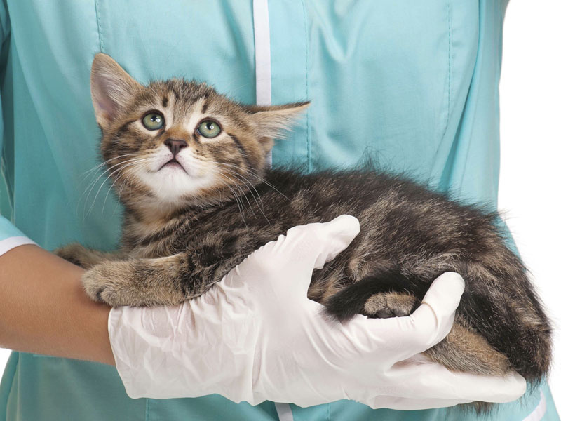gattino-veterinario