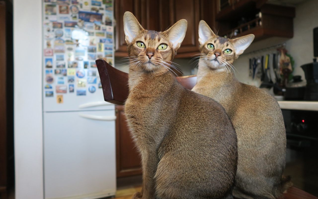 gatti che si somigliano moltissimo