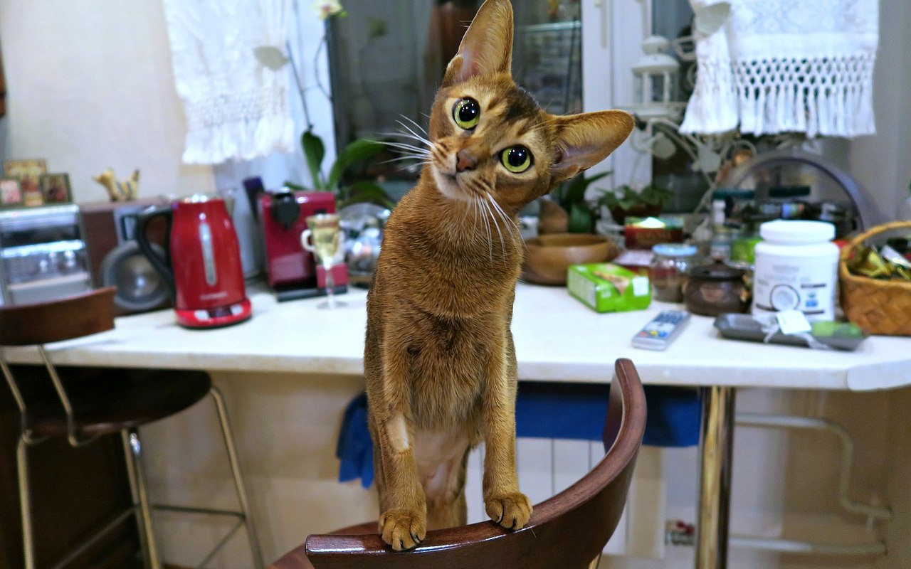gatto che si arrampica su una sedia