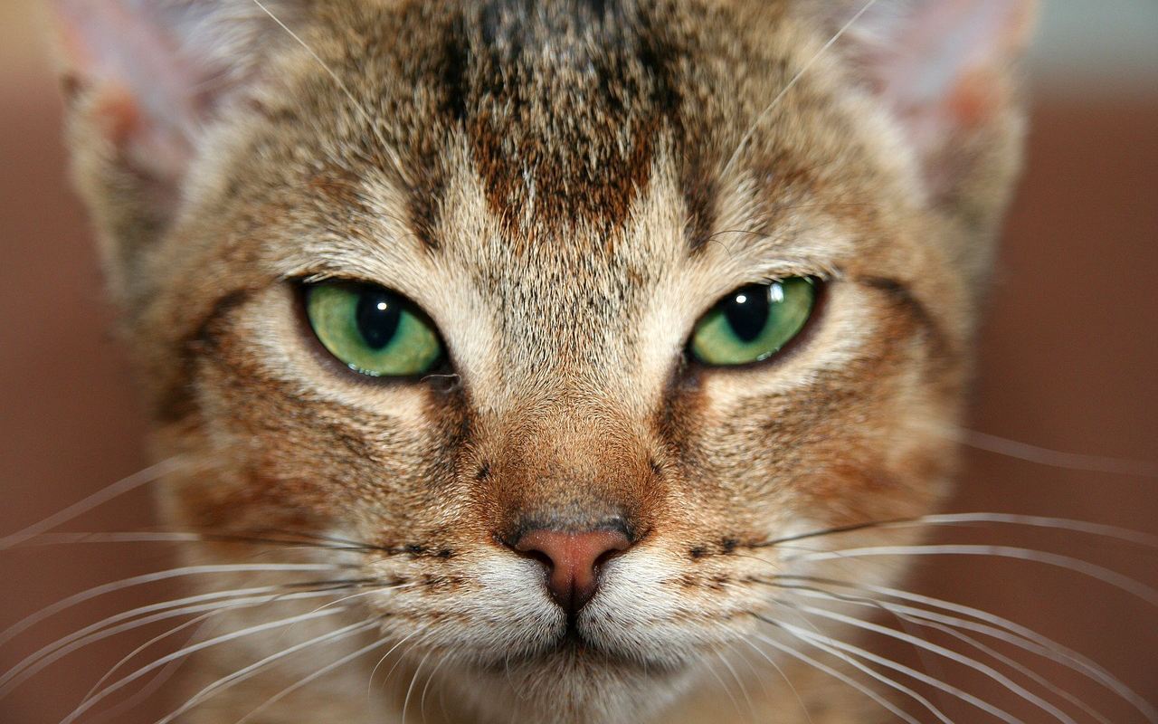 gatto con gli occhi verdi