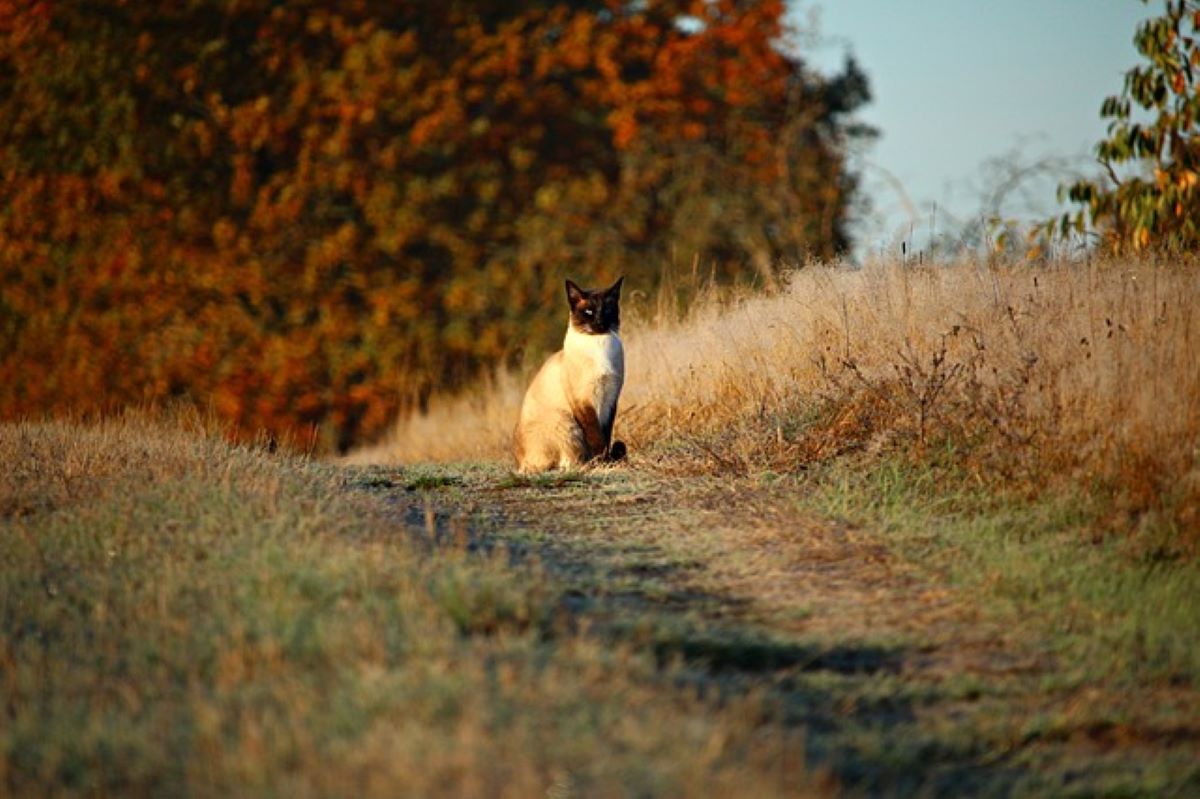 gatto-su-sentiero