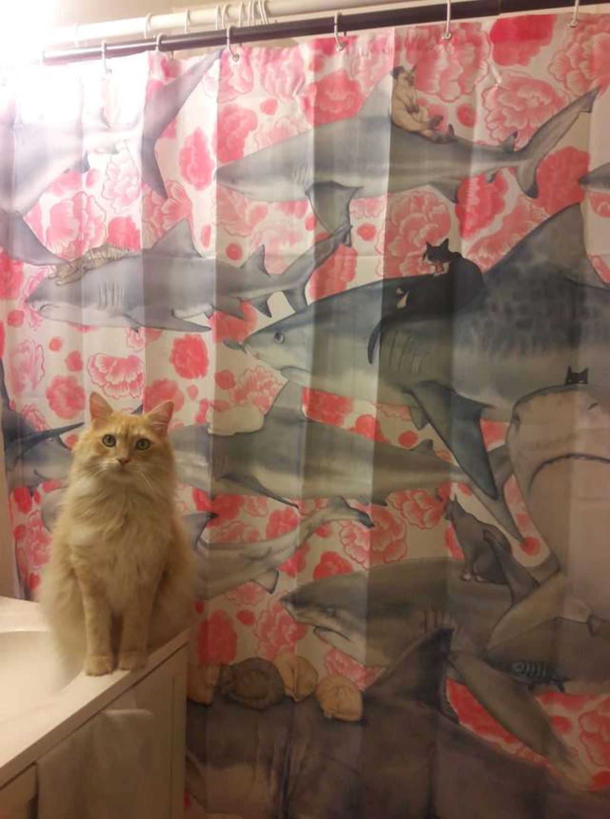 gatto-in-bagno