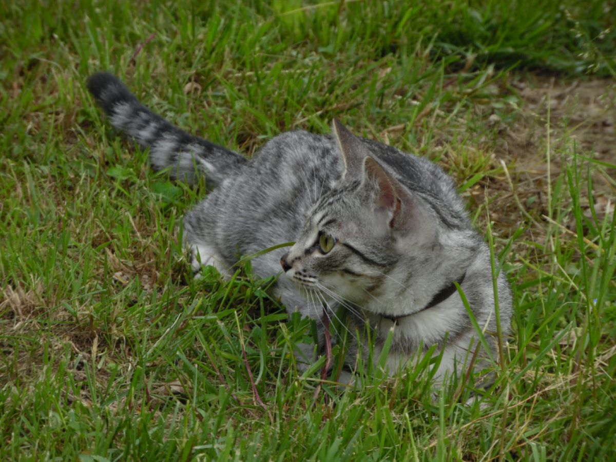 gatto-nel-prato