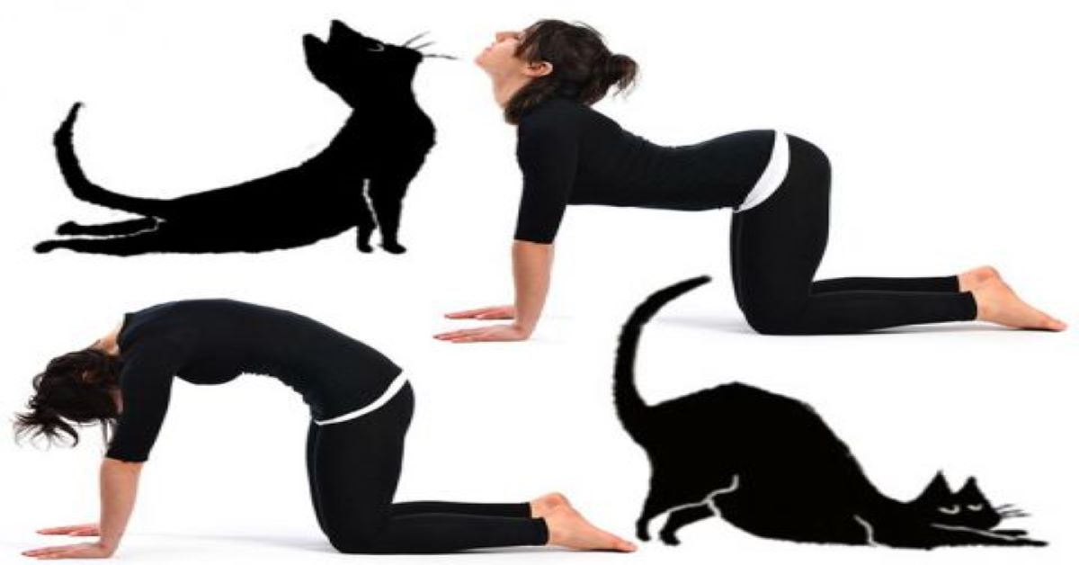 gatto-e-yoga