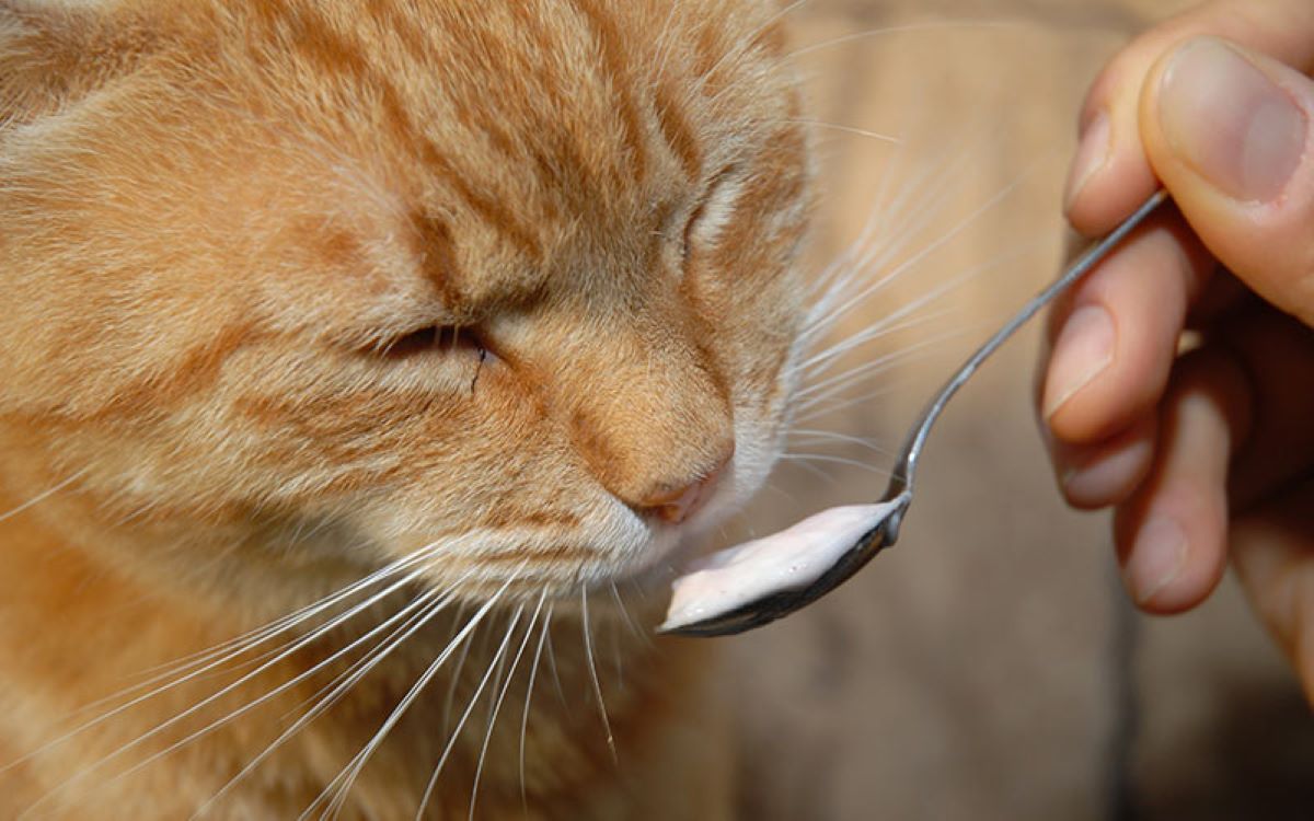 gatto e yogurt هل الزبادي مضرة للقطط؟ وهل تستطيع القطط تناول الزبادي؟ 1 هل الزبادي مضرة للقطط؟ وهل تستطيع القطط تناول الزبادي؟