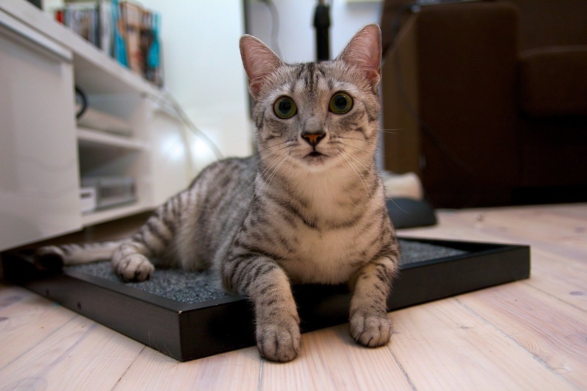 egyptian mau per terra