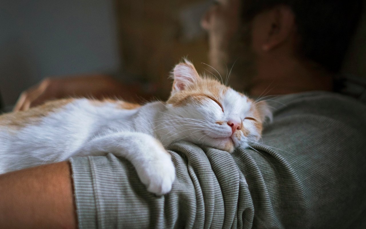 gatto dolcissimo sul proprio padrone