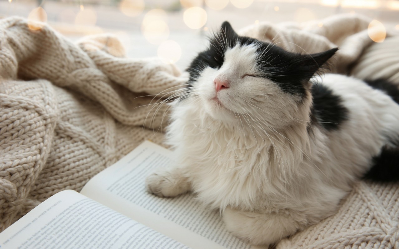 gatto che dorme sopra a un libro