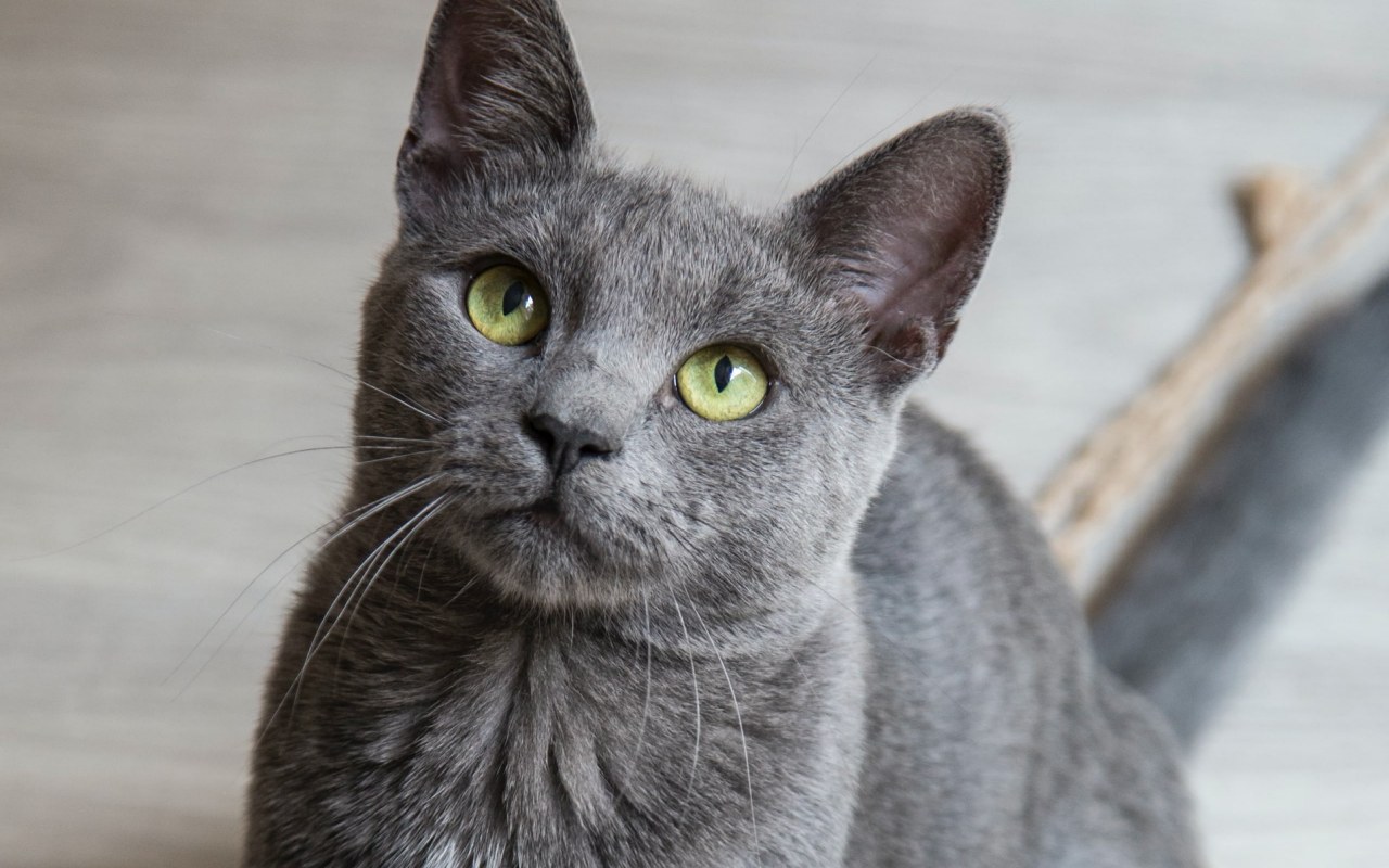 gatto con il pelo grigio