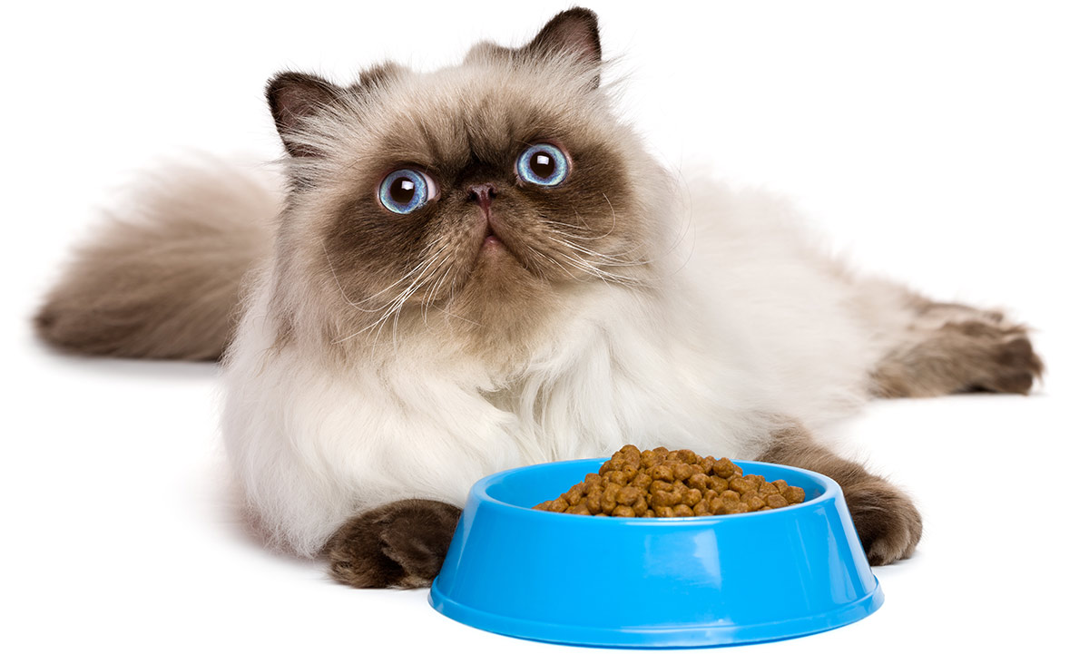 Gatto persiano con ciotola su sfondo bianco