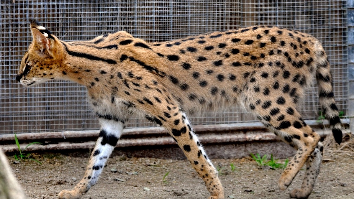 gatto savannah di profilo