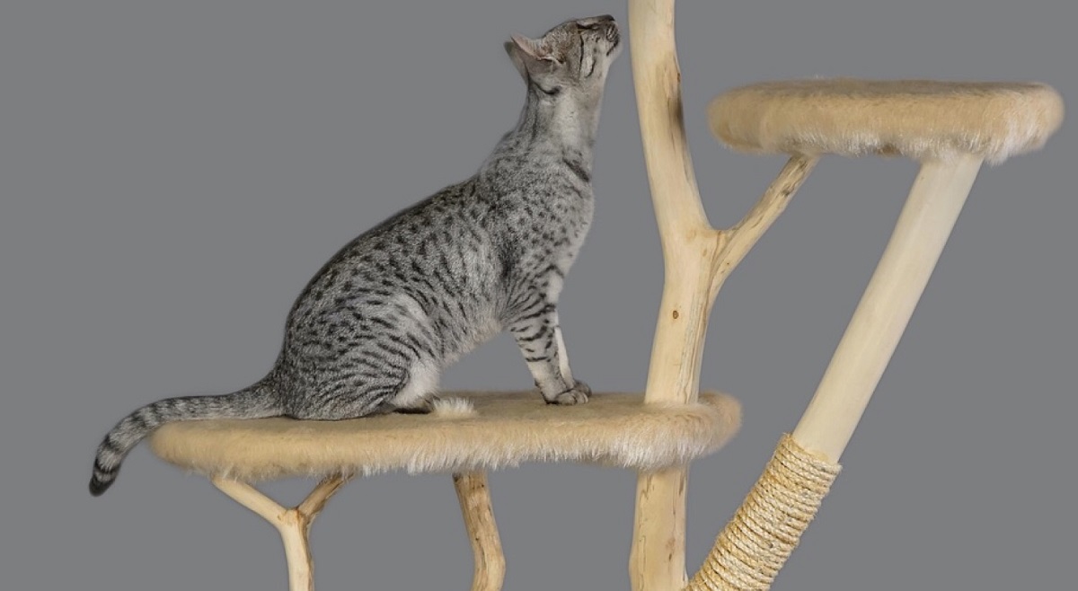 gatto savannah su albero tiragraffi
