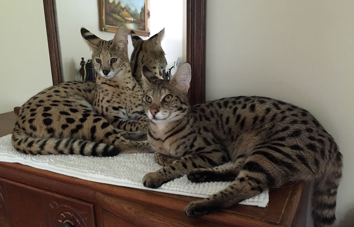 LE SERVAL in 2022 Serval cats, African serval cat, Savanna cat