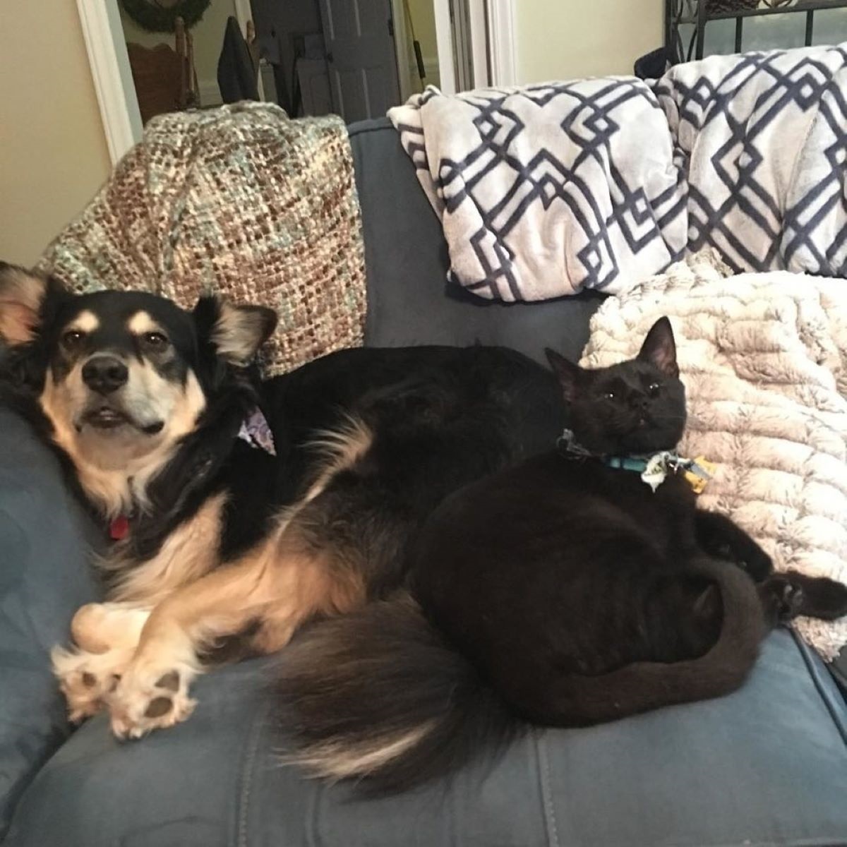 gatto-e-cane-insieme-sul-divano