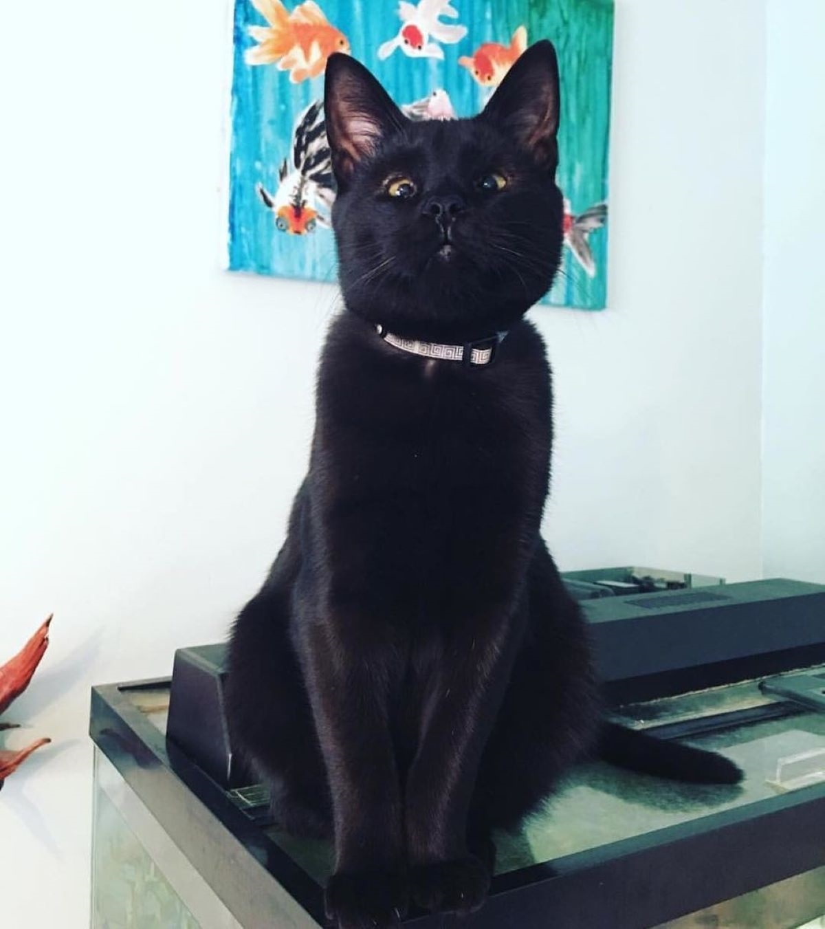 gatto-nero-in-posa
