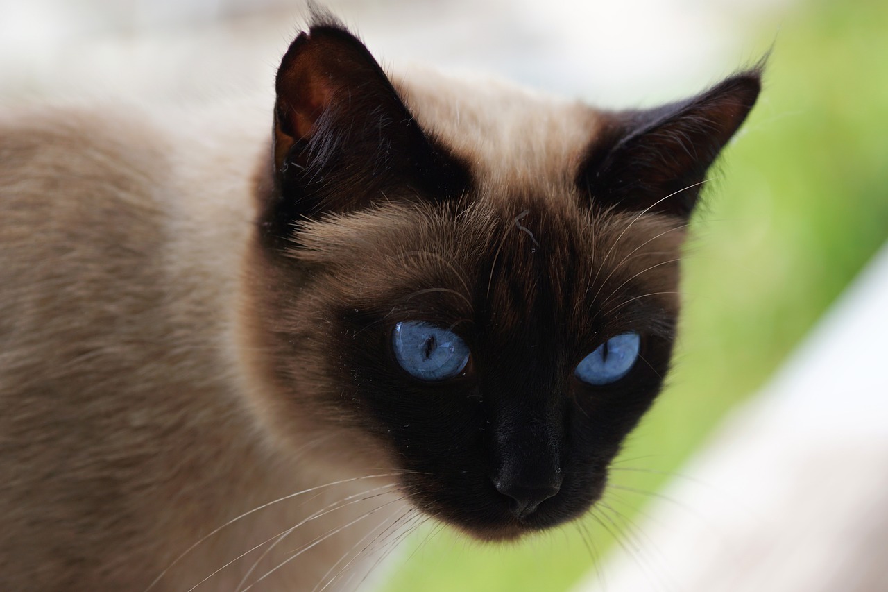 gatto siamese da vicino