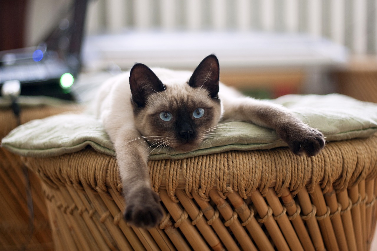 gatto siamese giocherellone