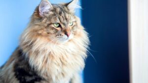 Gatto Siberiano in casa o in appartamento: cosa sapere