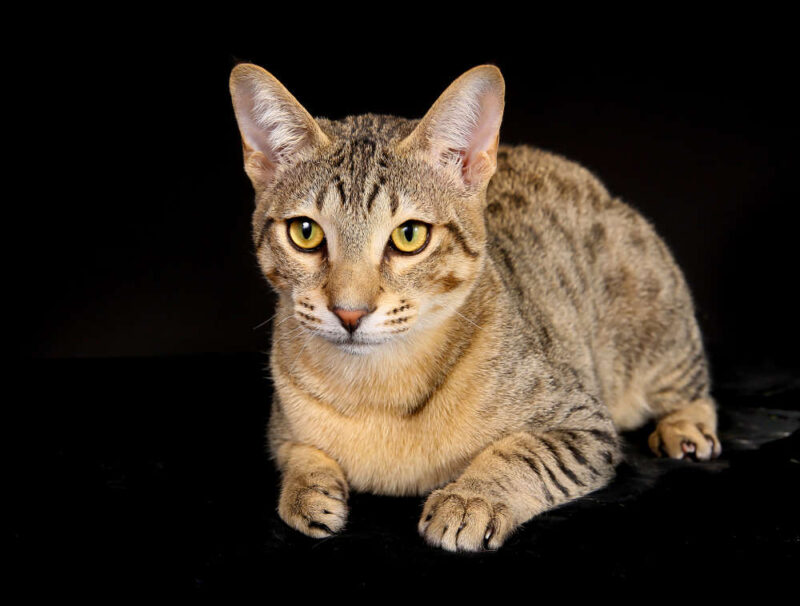 Egyptian Mau tutti i colori possibili