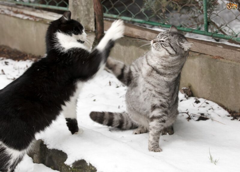 Disinfettare la ferita a un gatto: cosa fare