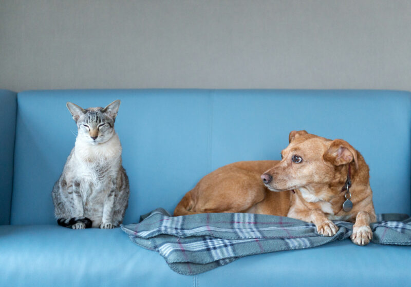 Gatto adulto con cane cucciolo