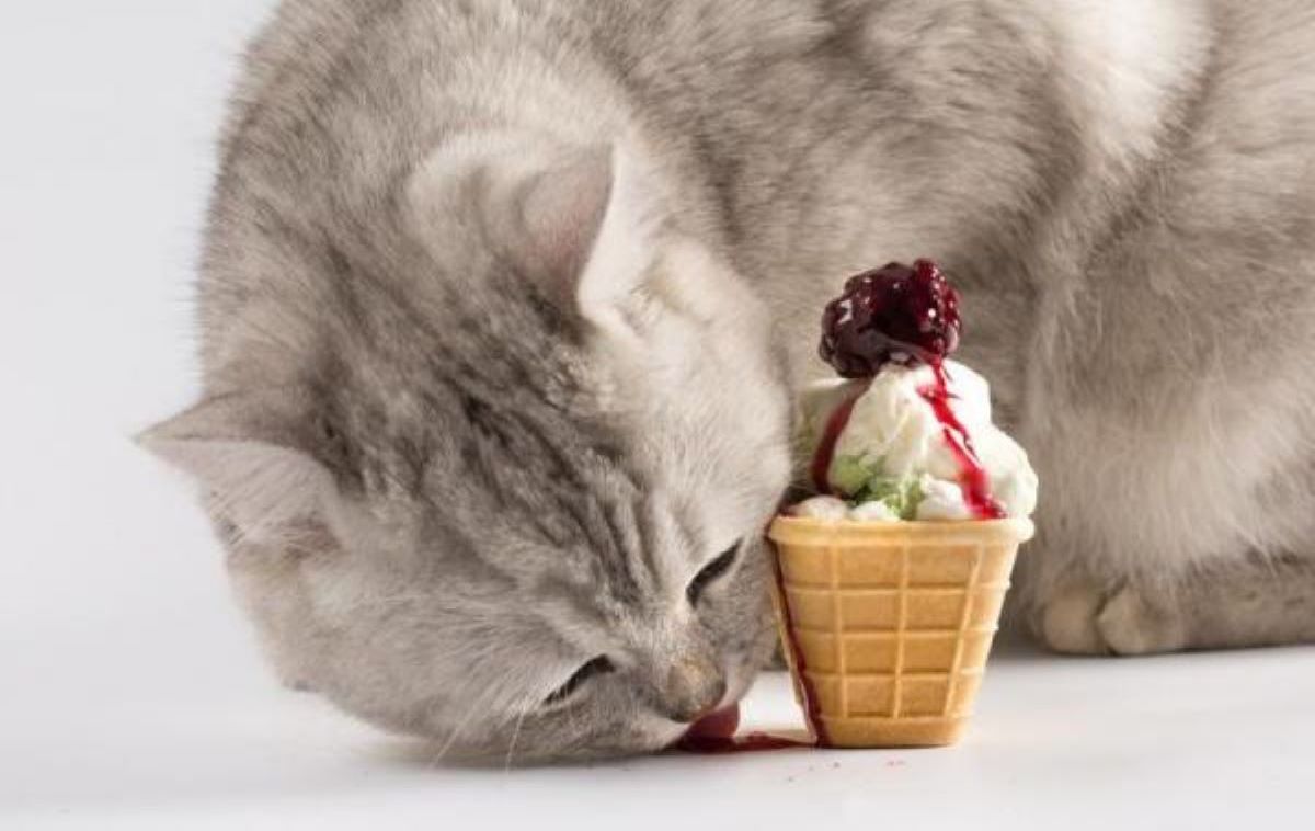 gatto-con-gelato